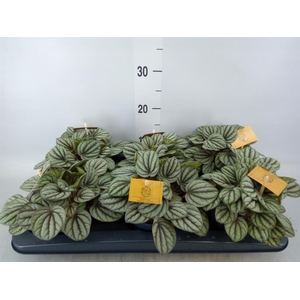 Peperomia