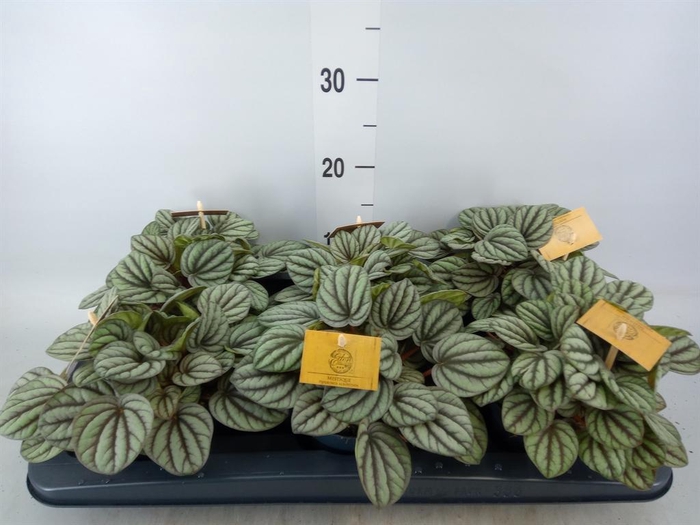 Peperomia