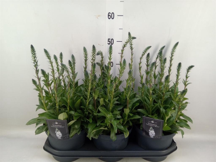 <h4>Veronica   ...</h4>