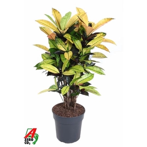 Codiaeum variegatum kleinbladig 'Mrs Iceton'
