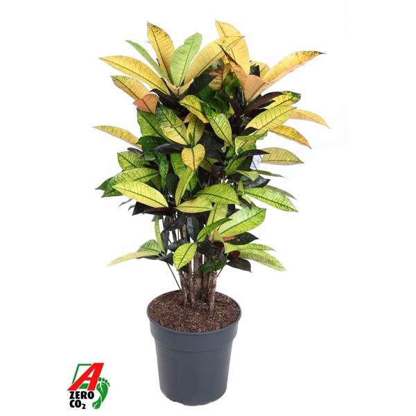 <h4>Codiaeum variegatum kleinbladig 'Mrs Iceton'</h4>