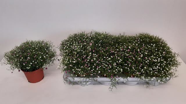 <h4>Gypsophila muralis 'Gypsy'</h4>