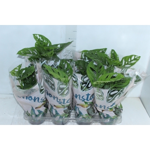 MONSTERA OBLIQUA ADANSONII P15