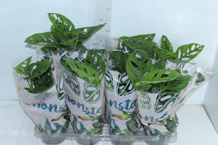 <h4>MONSTERA OBLIQUA ADANSONII P15</h4>