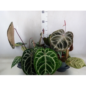 Anthurium crys. 'Karma Crystal Hyb'