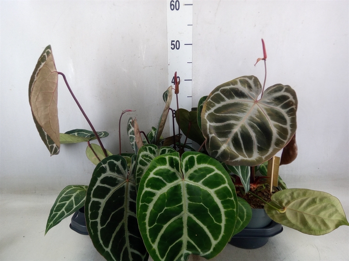 <h4>Anthurium crys. 'Karma Crystal Hyb'</h4>