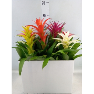 Guzmania   ...mix