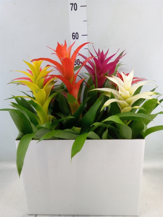 <h4>Guzmania   ...mix</h4>