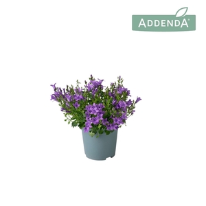 Campanula portens. Ambella Intens Purple