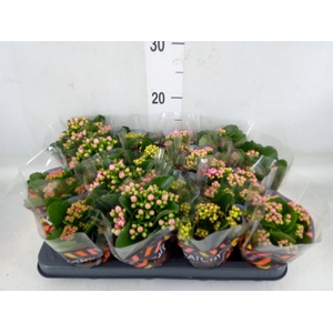 Kalanchoe blos.   ..rosebud mix  5