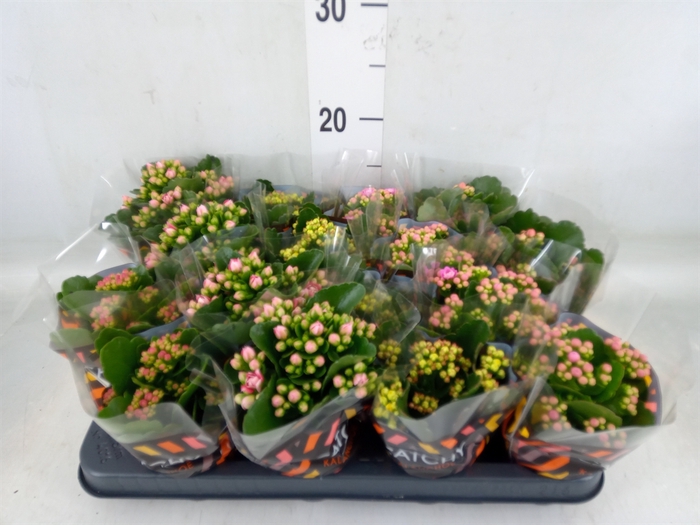 <h4>Kalanchoe blos.   ..rosebud mix  5</h4>