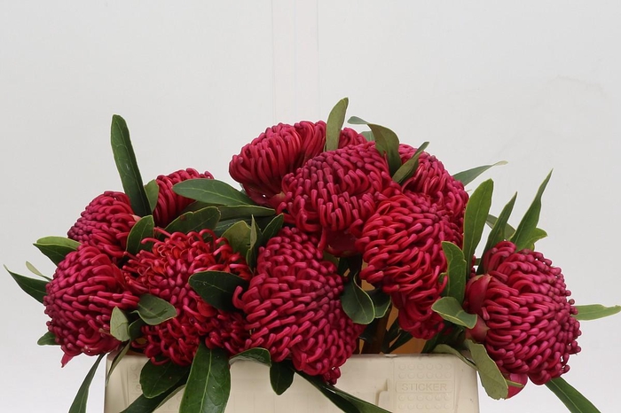 Protea Waratah