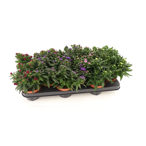 <h4>Aster Starletta Mixtray</h4>