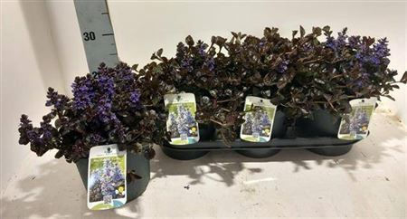 <h4>Ajuga Ov</h4>