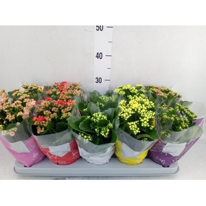 Kalanchoe blos. 'Perfecta'  ..mix 5