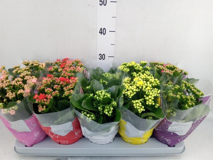 <h4>Kalanchoe blos. 'Perfecta'  ..mix 5</h4>