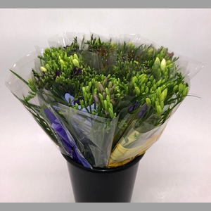 Mono Freesia ass. x 10 L5