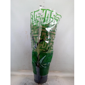 Ficus elastica 'Robusta'