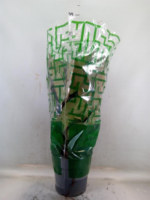 <h4>Ficus elastica 'Robusta'</h4>