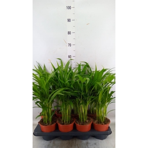 Dypsis lutescens   ...Chrysalidoca