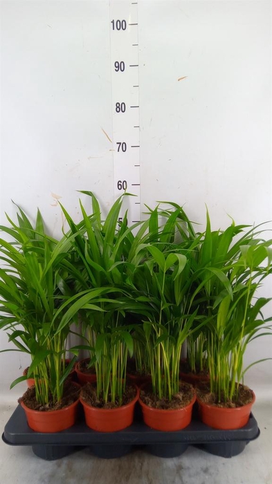 <h4>Dypsis lutescens   ...Chrysalidoca</h4>