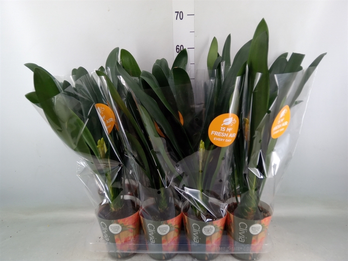 <h4>Clivia miniata</h4>