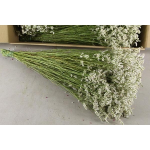 Df Limonium Joy White Bs