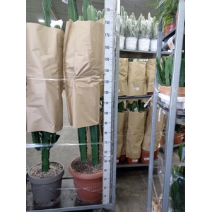 Euphorbia candelabrum