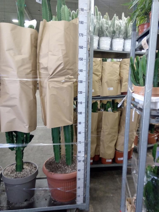 <h4>Euphorbia candelabrum</h4>