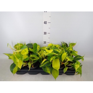 Philodendron scand. 'Brasil'