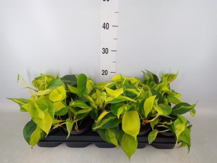 <h4>Philodendron scand. 'Brasil'</h4>