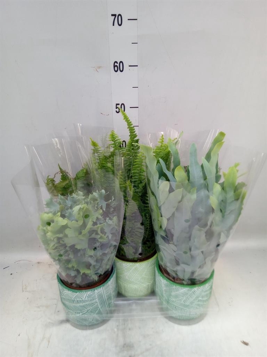 <h4>Ferns   ...mix</h4>