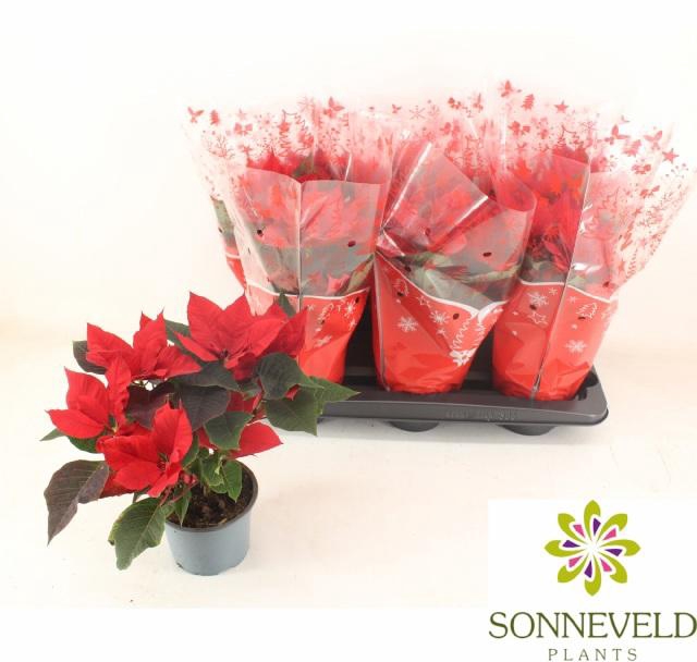 <h4>EUPHOR P CHR BREAK</h4>