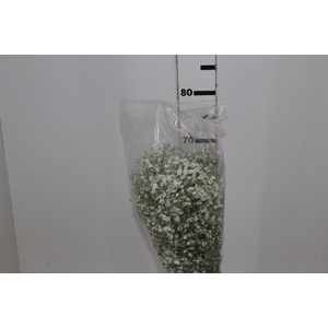 GYPSOPHILA DYNAMIC LOVE 070 CM