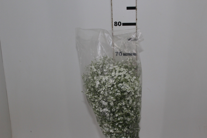 <h4>GYPSOPHILA DYNAMIC LOVE 070 CM</h4>