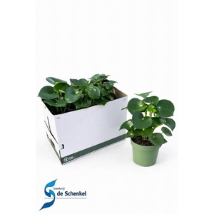 PEP POLYBOT RAINDROP