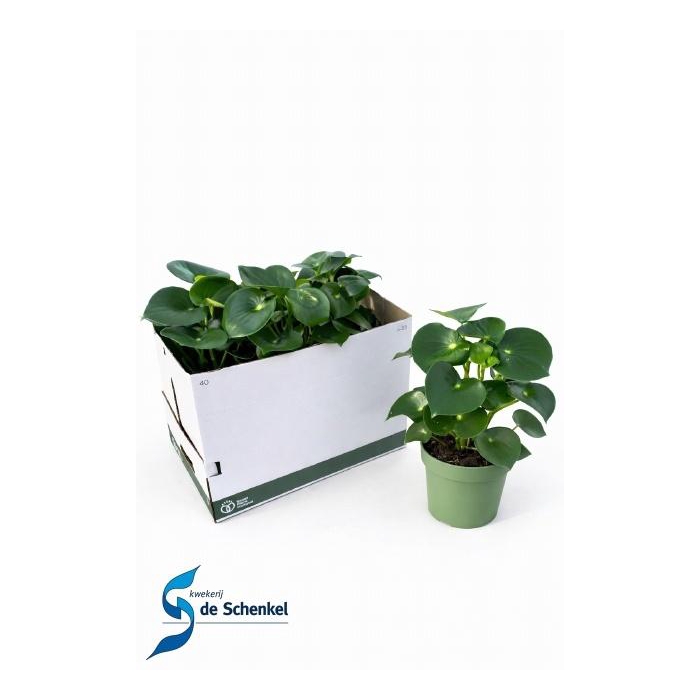 <h4>PEP POLYBOT RAINDROP</h4>