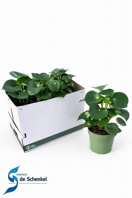 <h4>PEP POLYBOT RAINDROP</h4>