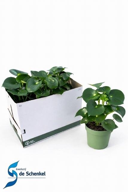 <h4>PEP POLYBOT RAINDROP</h4>