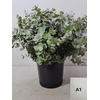 EUC CINEREA PER STEEL SUPER-IT-