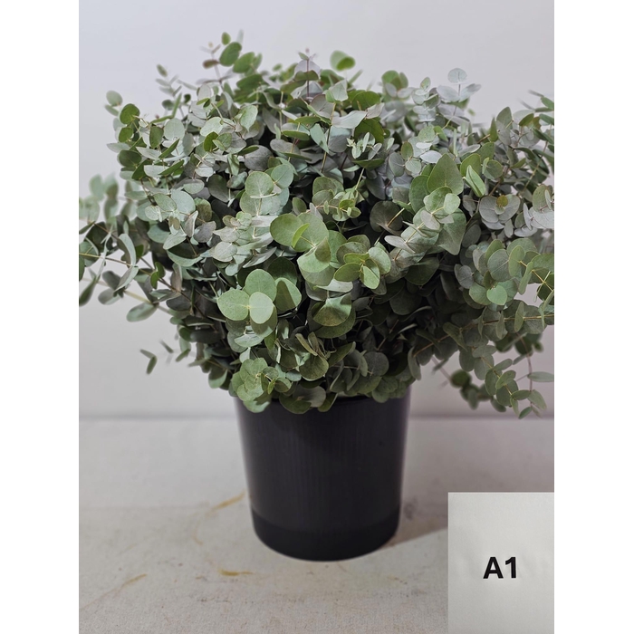 <h4>EUC CINEREA PER STEEL -IT-</h4>