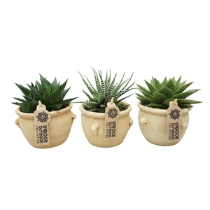 Aloe   ...mix