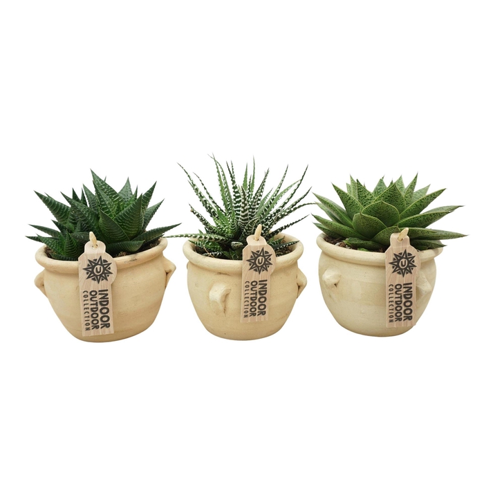 <h4>Aloe   ...mix</h4>