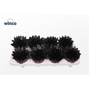 Echeveria Agavoides Paint Black