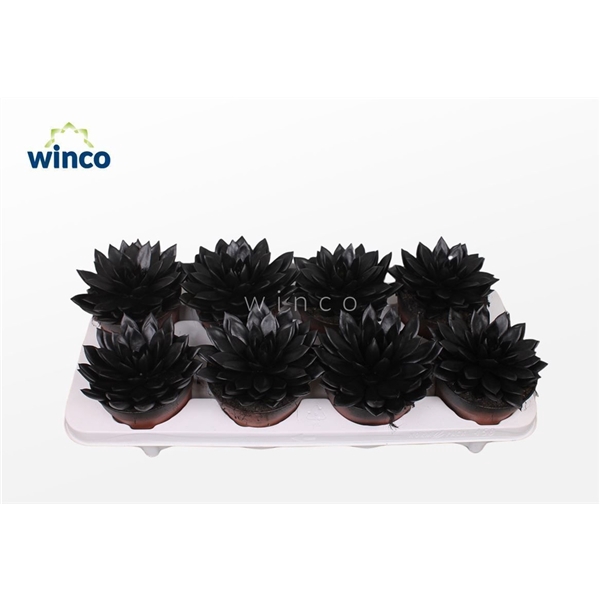 <h4>Echeveria Agavoides Paint Black</h4>