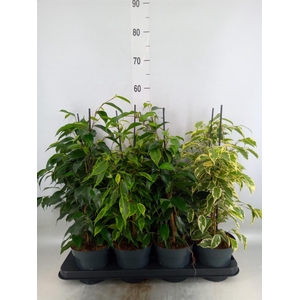 Ficus benja.   ...mix