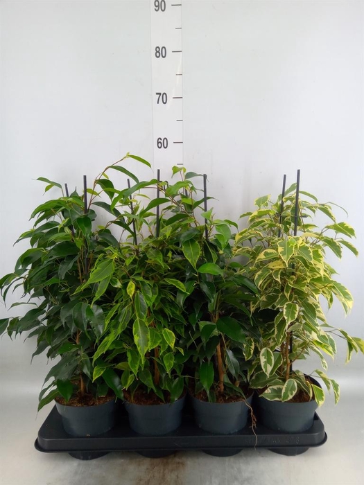 <h4>Ficus benja.   ...mix</h4>