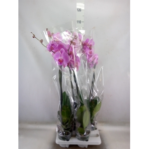 Phalaenopsis   ...rose