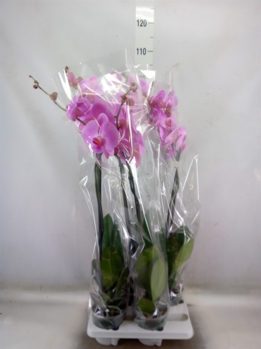 <h4>Phalaenopsis   ...rose</h4>
