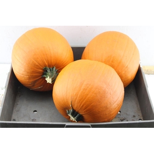 Cuc Maxima Halloween